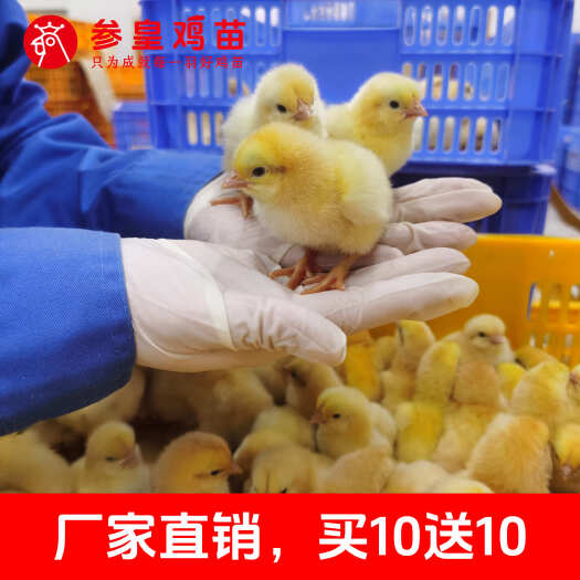  鸡苗 参皇金贵皇公苗