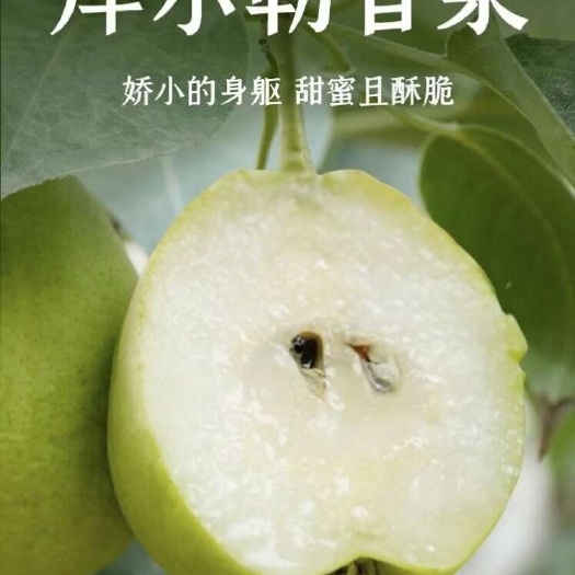 阿拉尔市库尔勒香梨