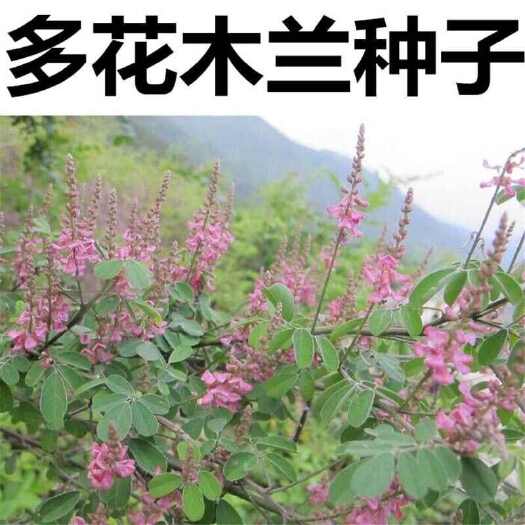 多花木兰种子 蜜源植物野蓝枝种子公路绿化护坡型灌木牧草种子批