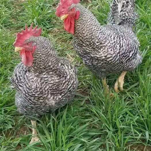 嘉祥县芦花鸡苗疫苗青年芦花鸡下蛋芦花鸡