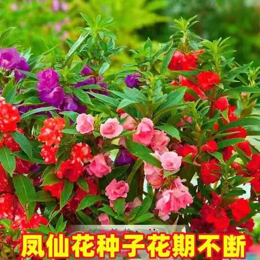 凤仙花种子四季庭院盆栽地栽凤仙透骨草指甲花急性子桃红金凤仙花