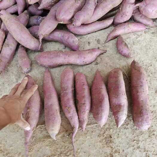 紫罗兰紫薯 包质量 新鲜紫薯直供批发市场，电商 产地直供