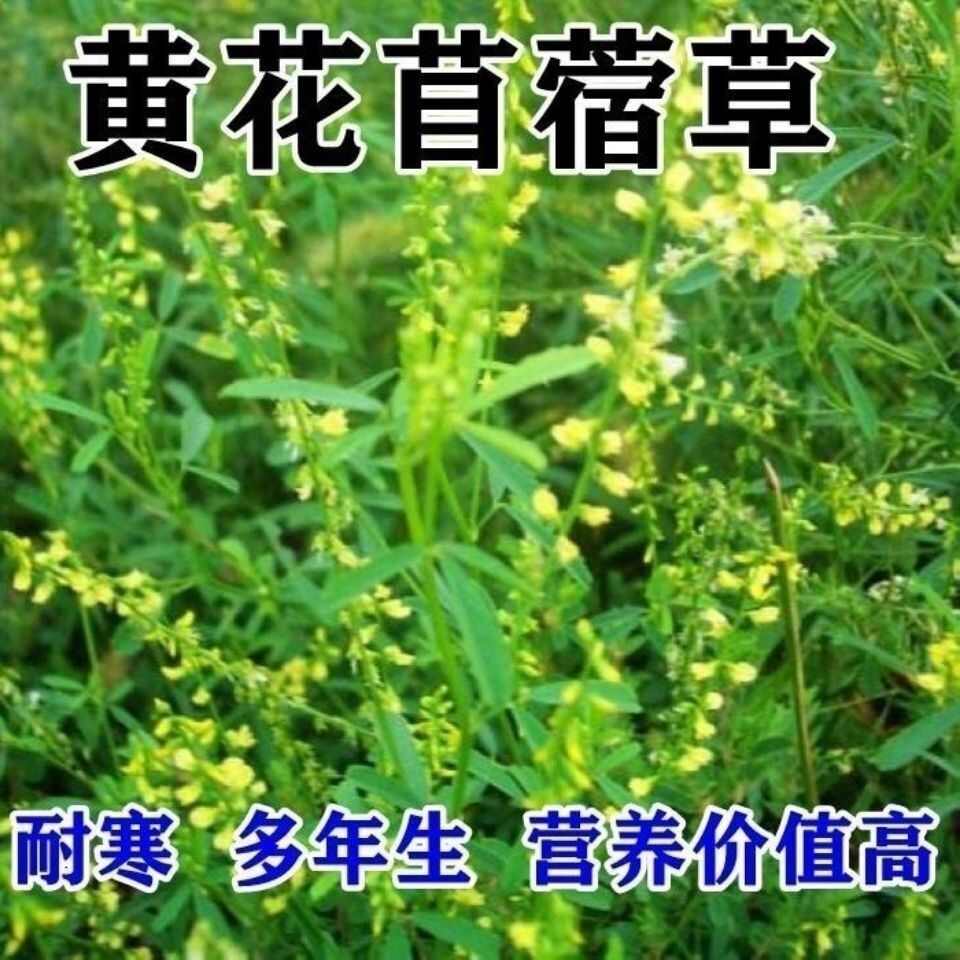 草木樨种子 草木犀 蜜源植物 黄花草 牧草型 绿肥 耐寒耐热