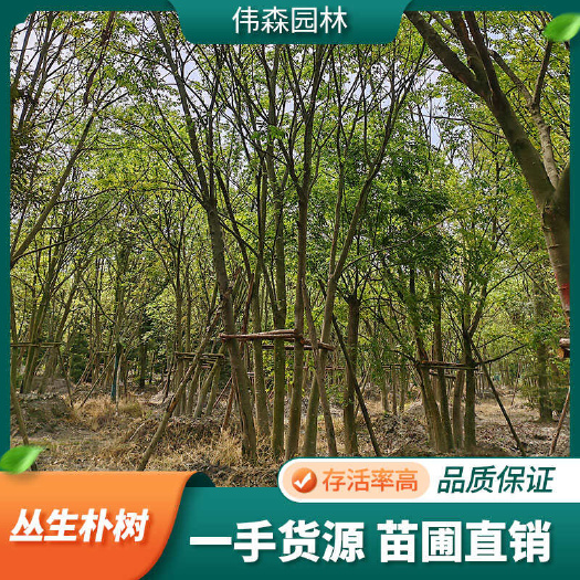 崇州市伟森园林 基地直供 丛生朴树单杆12公分 树形饱满 公园园林