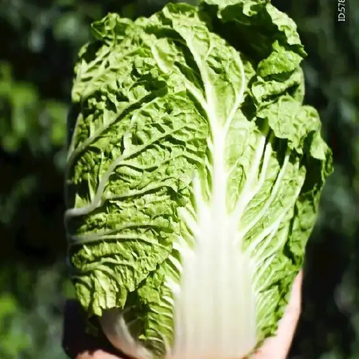 东营黄心大白菜 质量好