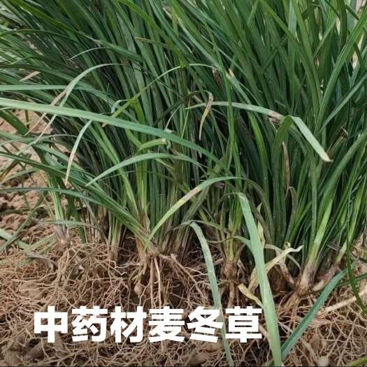 博白县自种自销四川绵阳三台麦冬种苗中药材麦冬苗细叶麦广西种植