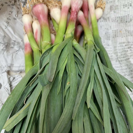 霍邱县精品新鲜大蒜