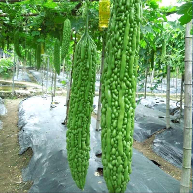 翠秀绿珍珠苦瓜种子高产抗病长绿疙瘩绿耐热耐低温四季播蔬菜种籽