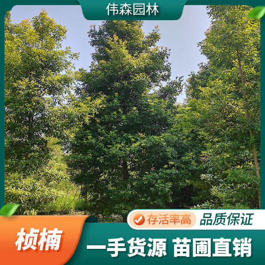 崇州市10公分金丝楠木 小叶桢楠 四季常绿 造林绿化工程 基地直发