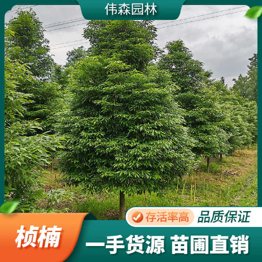 崇州市伟森园林 基地直发 8公分金丝楠木 小叶桢楠 现选现挖