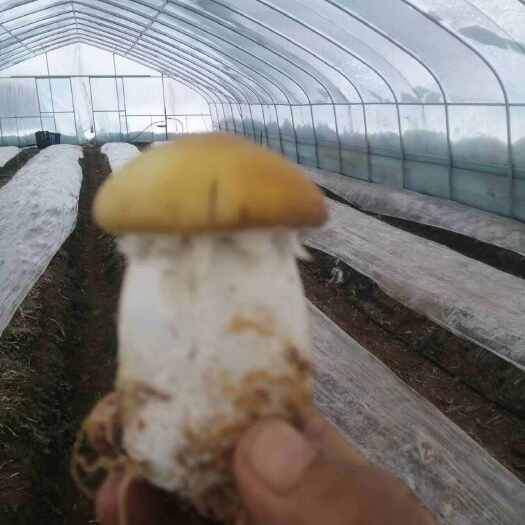 宜阳县大球盖菇