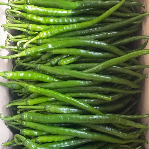 徐闻县【推荐】3号线椒、黑线椒，大量供应，质量保证，欢迎来电咨询