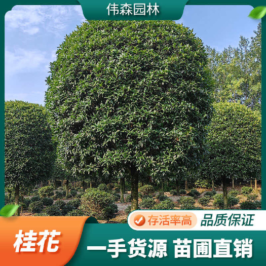 崇州市伟森园林 基地直供 16公分高杆桂花树 绿化工程苗 树形优美