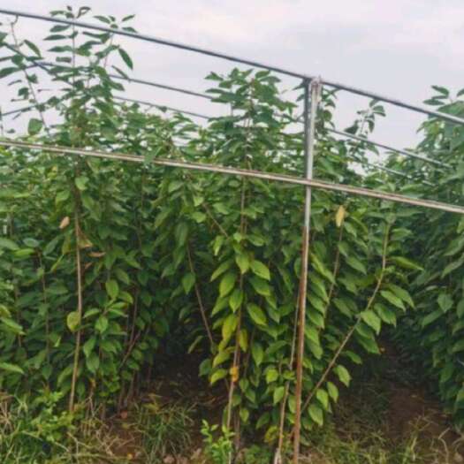 长沙樱桃苗