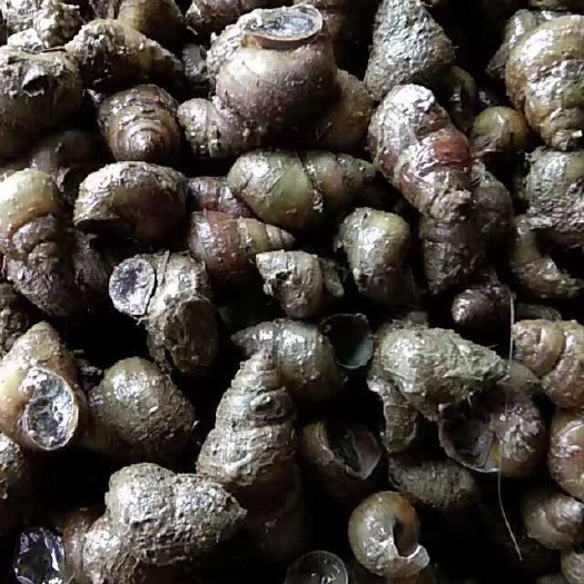监利市各种规格，价格合适