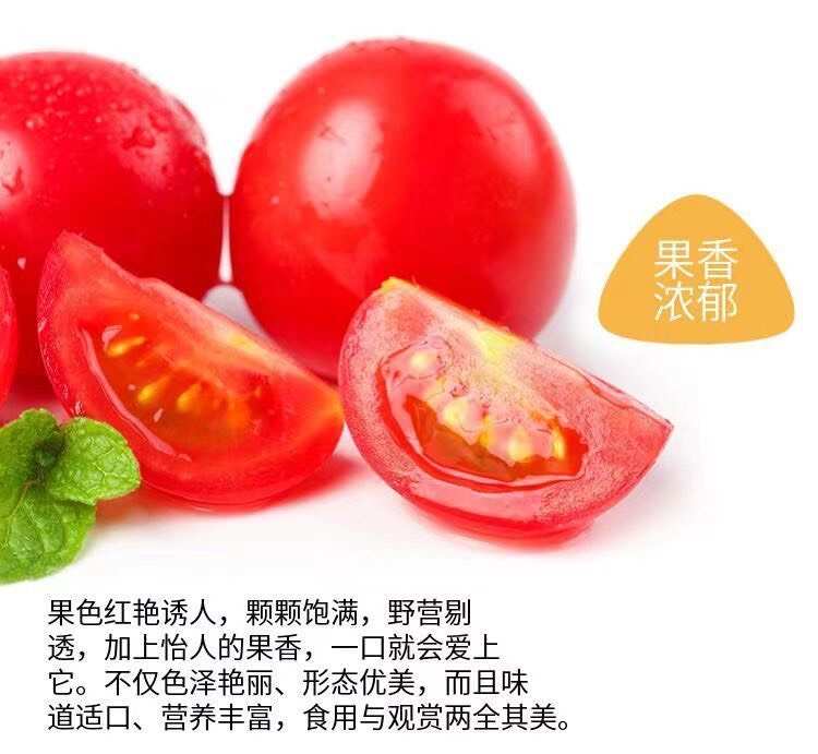 正中圣女果小番茄5斤小西红柿新鲜生吃应季水果批发非千禧果2斤