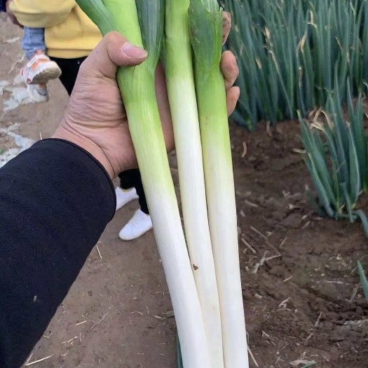 霍邱县新鲜精品大葱小葱