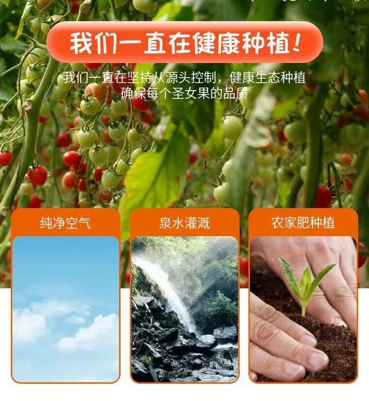 正中圣女果小番茄5斤小西红柿新鲜生吃应季水果批发非千禧果2斤