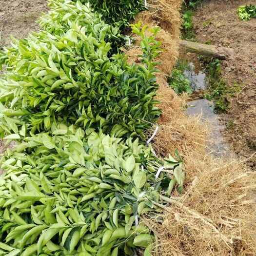 川枳壳种苗 苗圃基地直供 量大价优 欢迎咨询采购洽谈合作