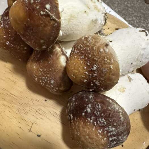 古田县福建高山新鲜赤松茸姬松茸大球盖菇巴西菇当季食用鲜菌菇蘑菇基地