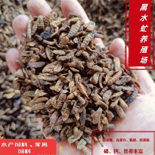 长沙黑水虻低温干虫大量现货