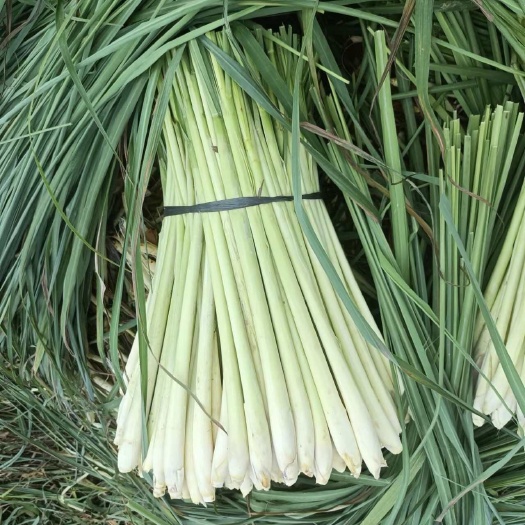 广州产地直销：香茅，香茅草，青绿大条货量充足