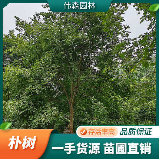 崇州市伟森园林 出售高杆朴树 一手货源 规格齐全 工程园林行道树