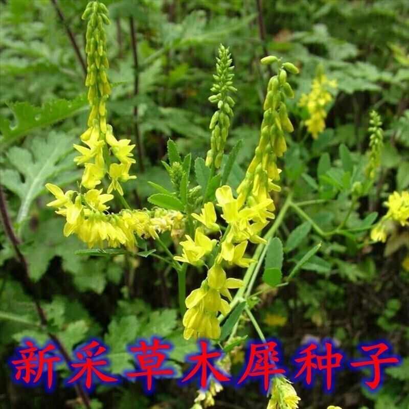 草木樨种子 草木犀 蜜源植物 黄花草 牧草型 绿肥 耐寒耐热