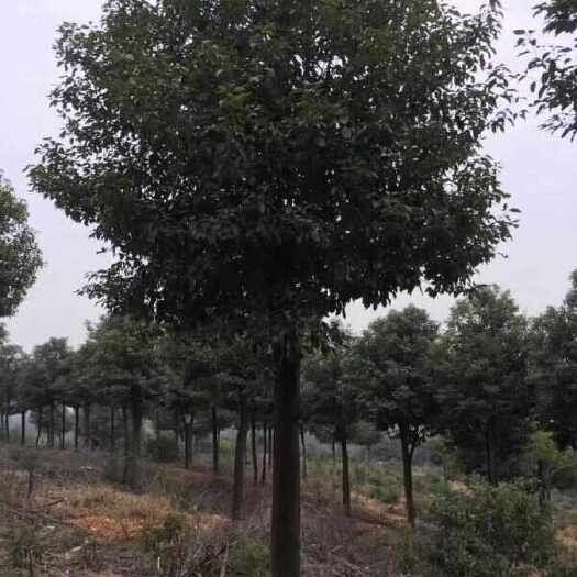 长沙香樟树