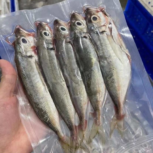 霞浦县巴浪鱼，花仙鱼，耗儿鱼，沙毛鱼，全部都是去肚去腮