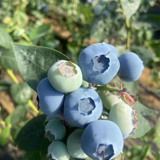 凤城市丹东蓝莓 一件代发全国招代理