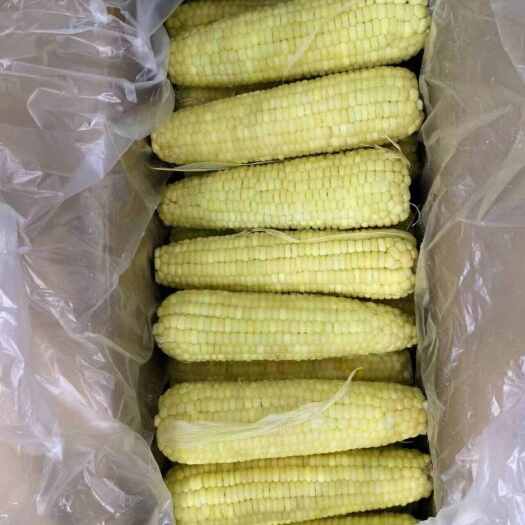 昆山市冻玉米批发零售