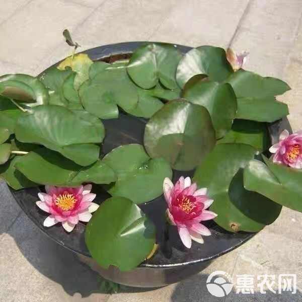 睡莲根块池塘睡莲花水培植物四季莲花盆栽水养花卉荷花大睡莲根茎