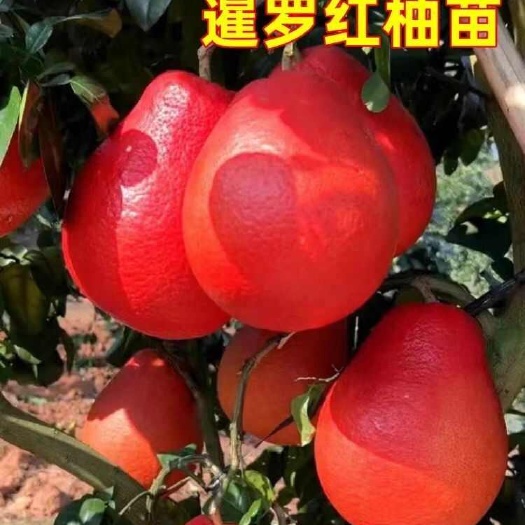 平邑县新品种泰国暹罗红柚苗正品嫁接红皮红肉三红蜜柚树苗无籽葡萄柚苗