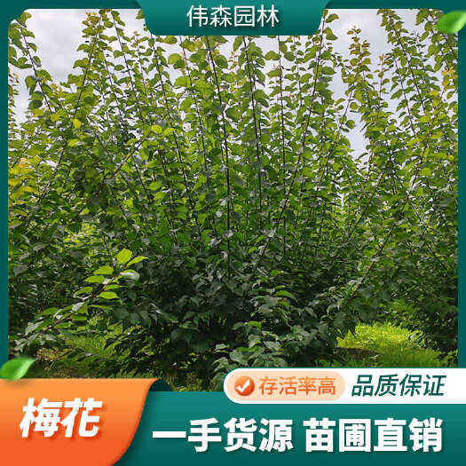 崇州市园林出售 大量供应8公分低分枝梅花 小区绿化 观赏植物景观苗