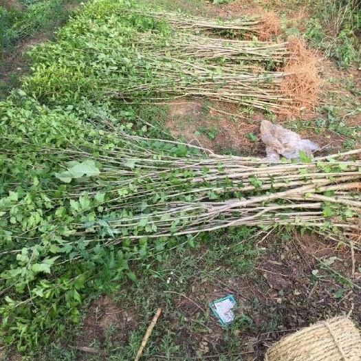 长沙木槿小苗