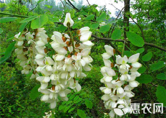 刺槐种子白花刺槐树香花槐紫穗槐种籽洋槐蜜蜂采蜜槐花黄花槐种子