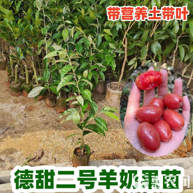 羊奶果树苗新品种德甜纯甜大果盆栽地栽当年结果南方北方种植耐寒