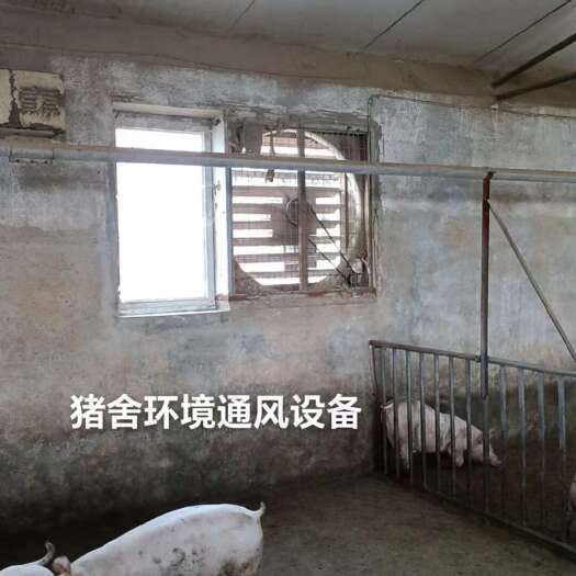 晋城出租猪场