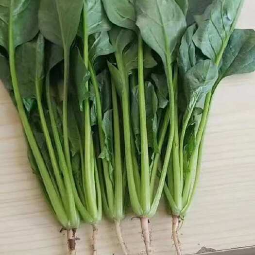 曹县产地直销批发零售各种绿叶蔬菜