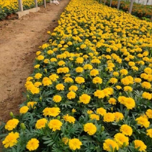 孔雀草