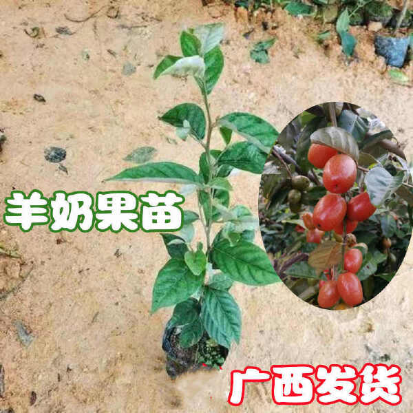 羊奶果树苗新品种德甜纯甜大果盆栽地栽当年结果南方北方种植耐寒