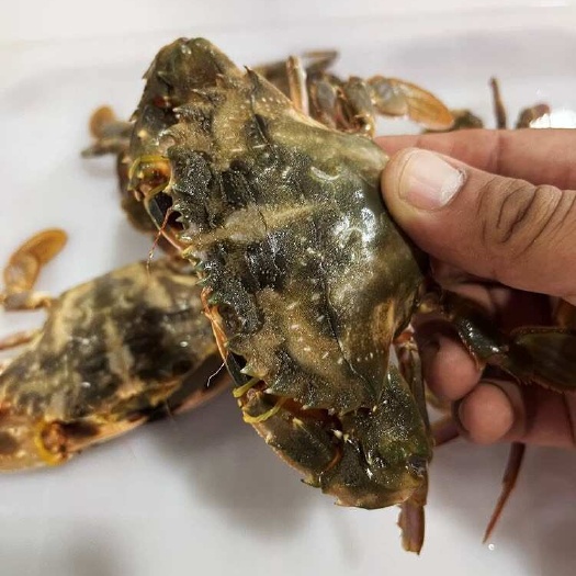 新鲜海螃蟹鲜活花盖蟹海鲜水产石头蟹赤甲红蟹大梭子蟹