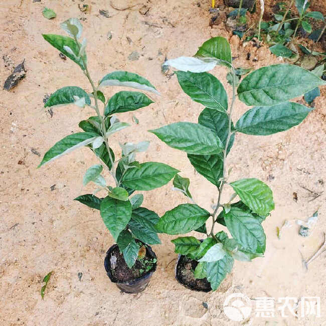 羊奶果树苗新品种德甜纯甜大果盆栽地栽当年结果南方北方种植耐寒