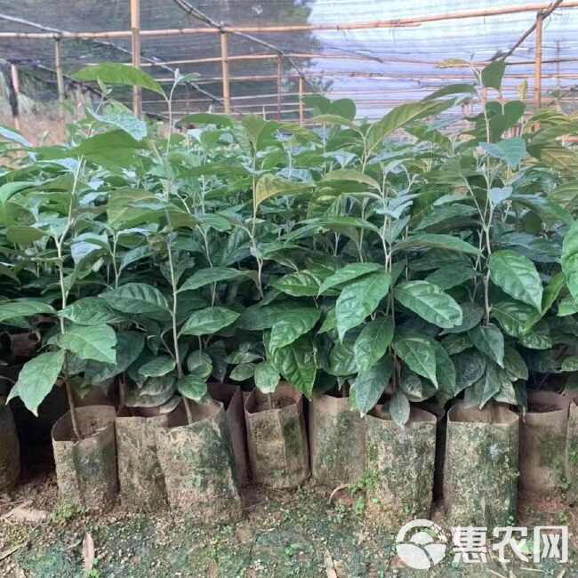 羊奶果树苗新品种德甜纯甜大果盆栽地栽当年结果南方北方种植耐寒