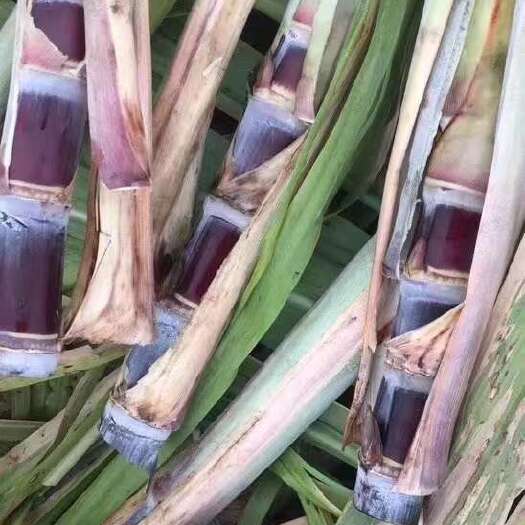 柳州黑皮甘蔗种苗新鲜上市，每根五到六个芽种好苗迎丰收全程技术跟进