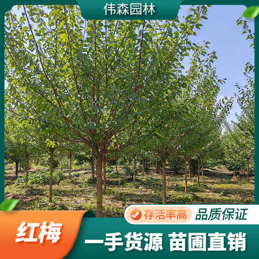 崇州市基地供应 8公分高杆梅花树红梅 现选现挖 公园景区观赏花卉