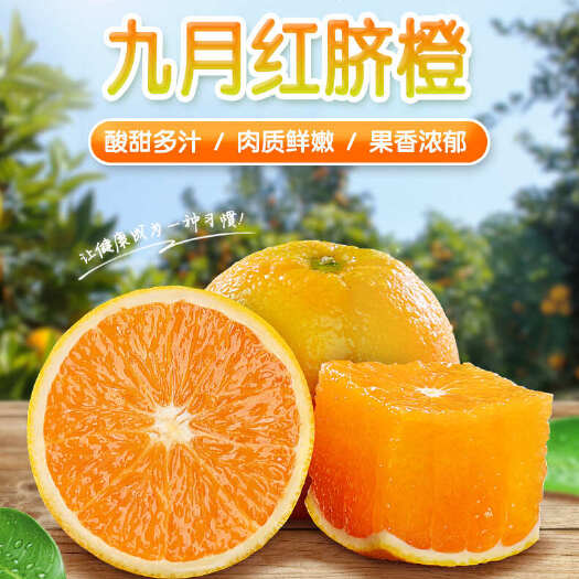 秭归县九月红果冻橙皮薄多汁，香甜化渣，产地直销一手货源