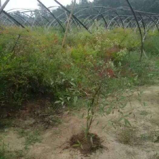 长沙南天竹
