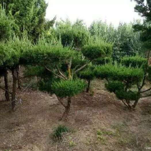 长沙龙柏造型树